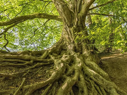 Rentnerin fährt in Weinböhla gegen einen Baum