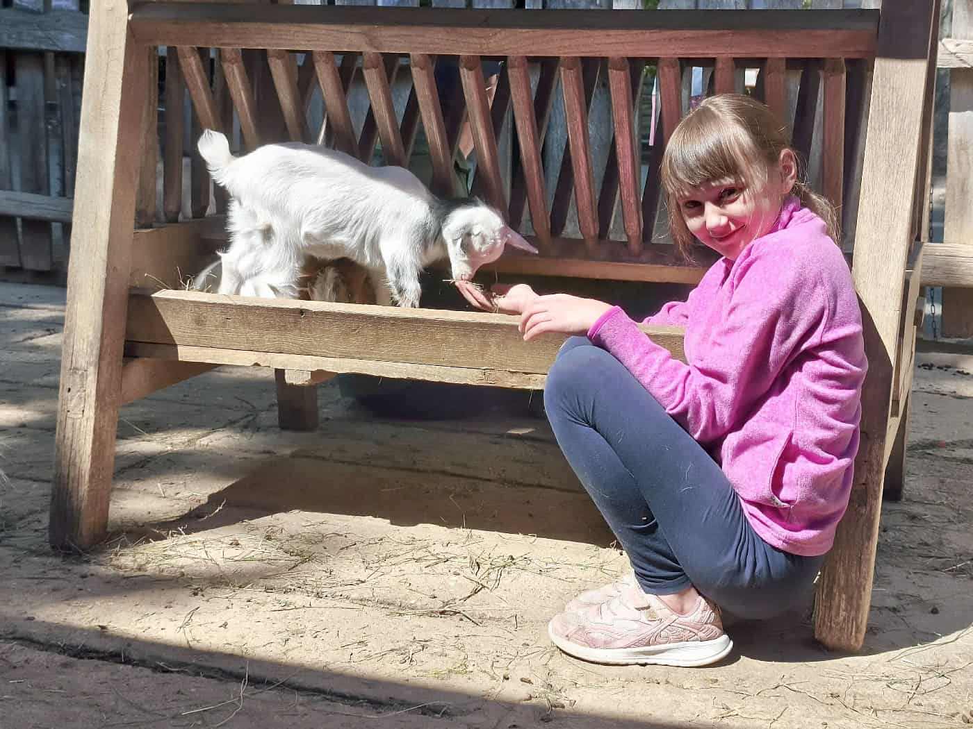 Staunen, basteln, schlemmen: Tierparkfest verwandelt Bischofswerda in ein Familienparadies