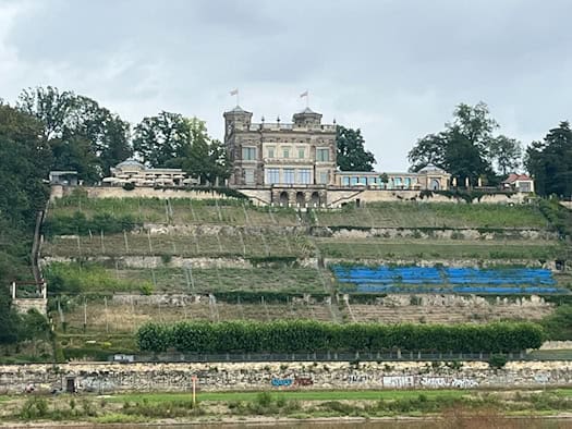Blick von den Elbwiesen auf das hoch oben gelegene Lingnerschloss in Dresden. Der steile Hang unter dem Gebäude ist in mehrere Weinbergterrassen mit Schutznetzen gegliedert.