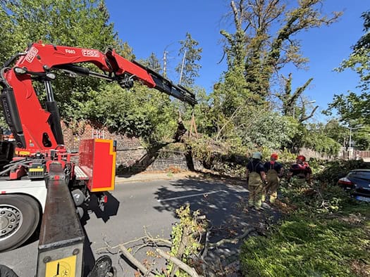 Ein roter Feuerwehr-Rüstwagen mit einem Kranarm steht auf der Straße. Feuerwehrleute in Einsatzkleidung bergen einen riesigen, umgestürzten Baum, der quer über die Wiesbadener Straße in Dresden-Löbtau liegt.