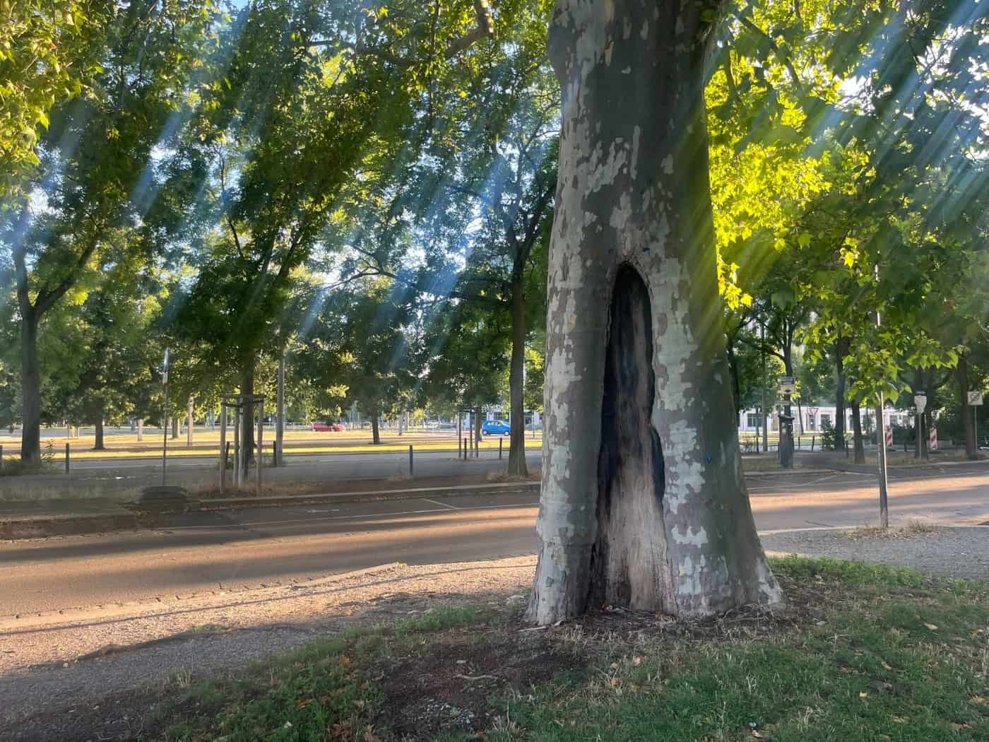 Nahaufnahme des Stamms einer mächtigen Platane im Sonnenlicht. In der Rinde des alten Baums zeigt sich eine große, dunkle Höhlung. Im Hintergrund verlaufen eine asphaltierte Straße und Grünanlagen.