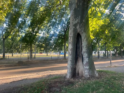 Nahaufnahme des Stamms einer mächtigen Platane im Sonnenlicht. In der Rinde des alten Baums zeigt sich eine große, dunkle Höhlung. Im Hintergrund verlaufen eine asphaltierte Straße und Grünanlagen.
