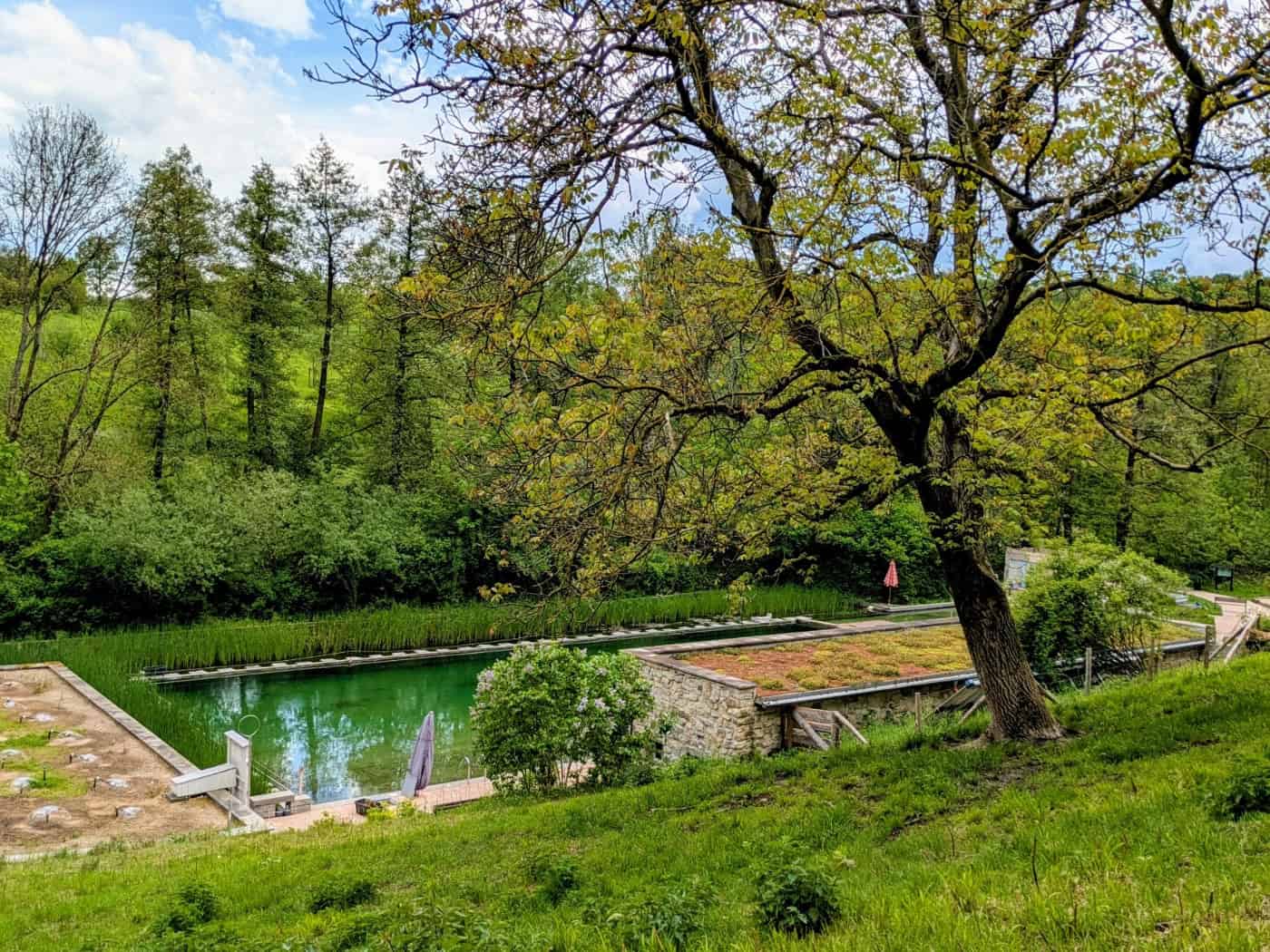 Blick von einem grünen Hang durch Äste auf das naturbelassene Zschonergrundbad in Dresden mit grünlichem Wasser, Bepflanzung und dichten Bäumen im Hintergrund.