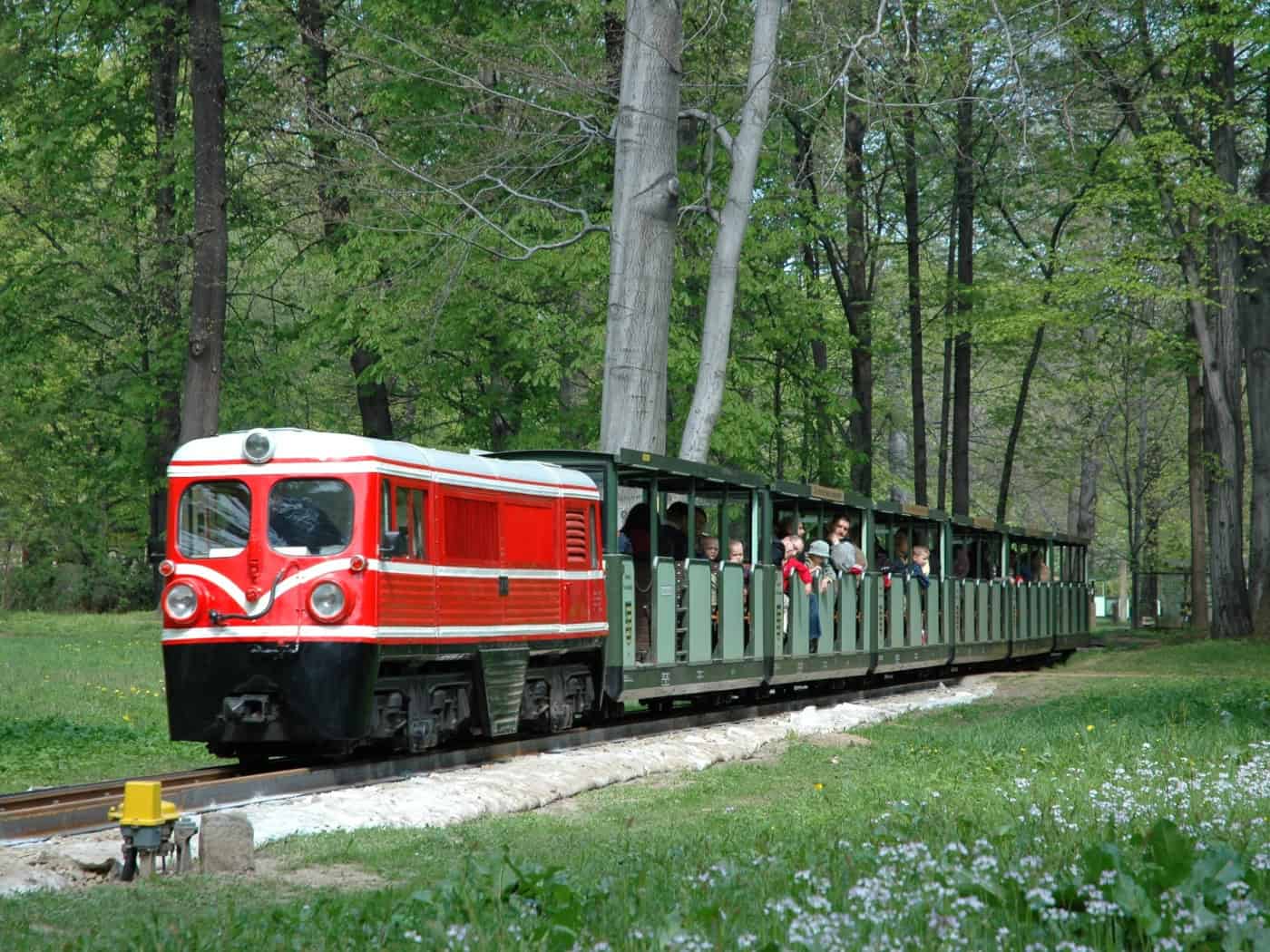 Eine rot-weiße Diesellokomotive der Dresdner Parkeisenbahn zieht grüne, besetzte Personenwagen auf Gleisen durch ein dicht bewaldetes Parkareal im Großen Garten Dresden. Im Vordergrund blühen kleine weiße Blumen.
