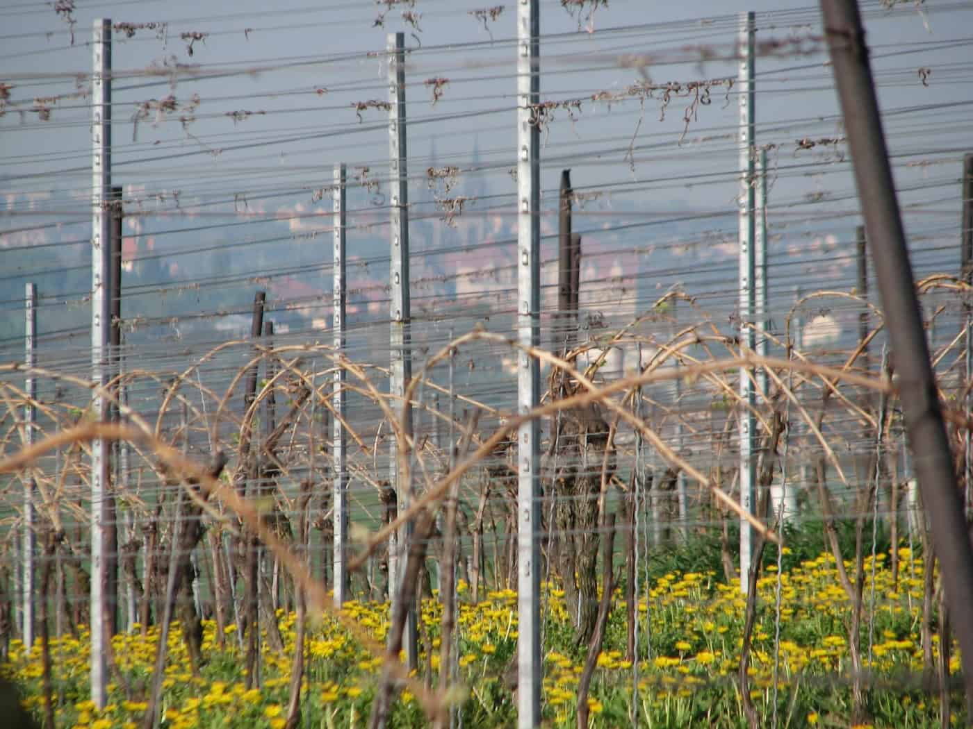 Weingut Loose in Niederau sagt Veranstaltungen wegen Trauerfall ab
