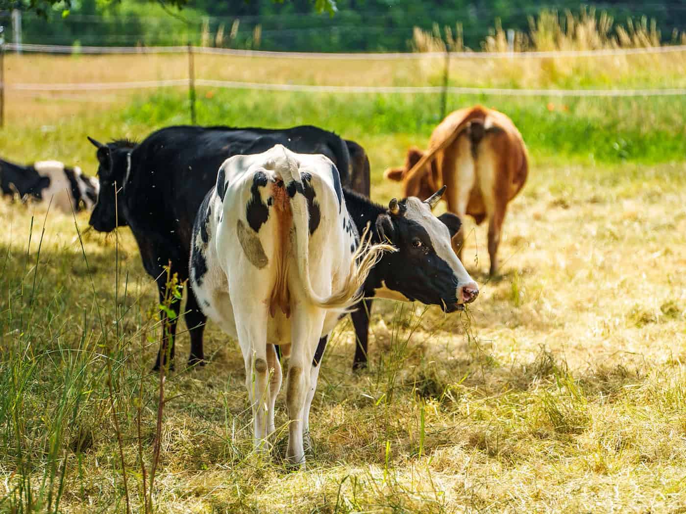Heat Protection for Grazing Animals—A Responsibility for Livestock Owners