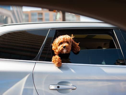 Ein kleiner, brauner Pudelmischling schaut mit den Vorderpfoten auf der Türkante aus dem geöffneten Fenster eines silbernen Autos nach draußen.