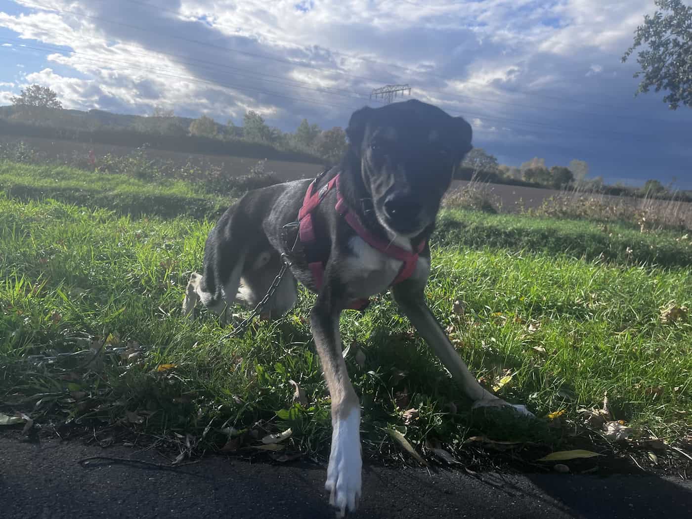 Assistenzhund Benny ist Teil des Teams von Rico-hilft Nachbarschaftshelfer e.V. Ehrenvereinsmitglied: Assistenzhund Benny von Rico-hilft Nachbarschaftshelfer e.V.
