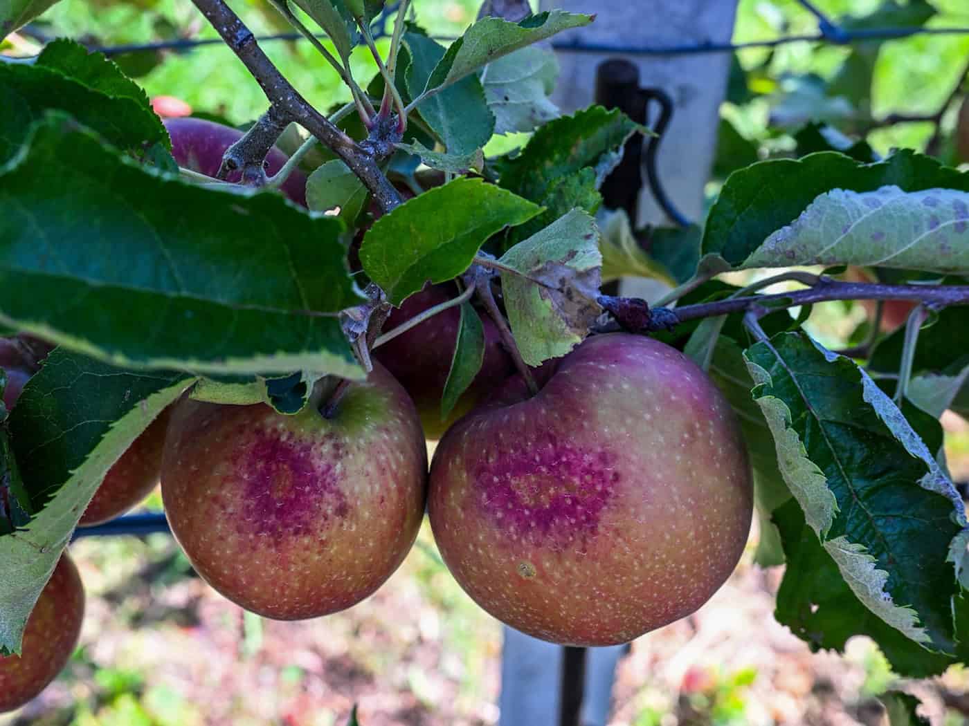 Cider mills expect a below-average apple harvest