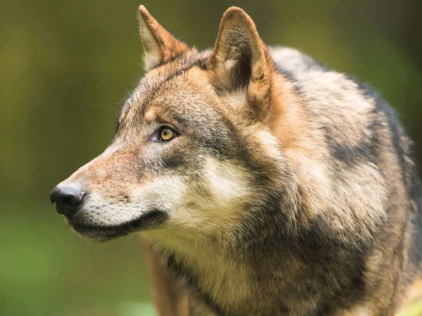 Wolfsrissen vorbeugen: Herdenschutz in Sachsen verstärken