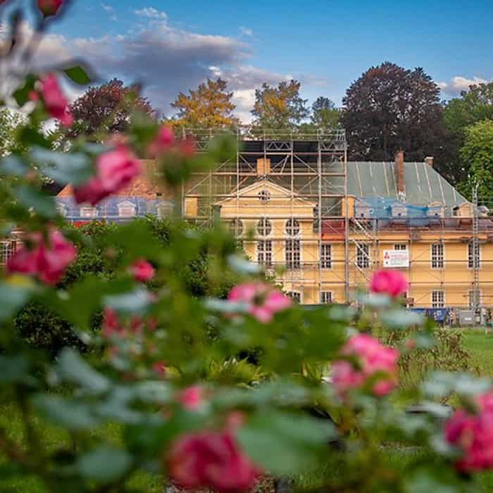 Ein gelbes, zweietagiges Barockschloss mit Baugerüst, im Vordergrund halb verdeckt durch einen Rosenstrauch