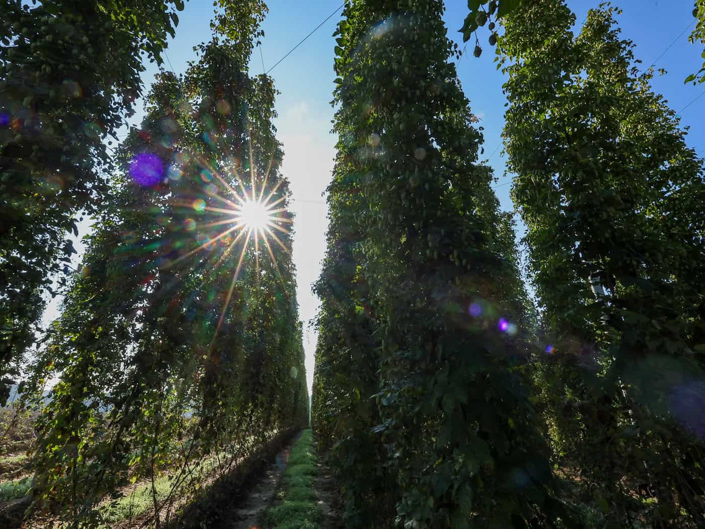 Niedrigere Hopfenernte wegen Hitze und Trockenheit erwartet