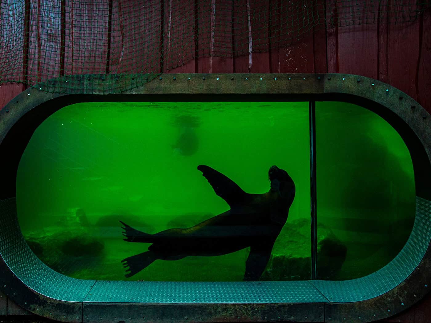 Doll's Head Swallowed — Zoo Mourns the Loss of Its Last Maned Seal