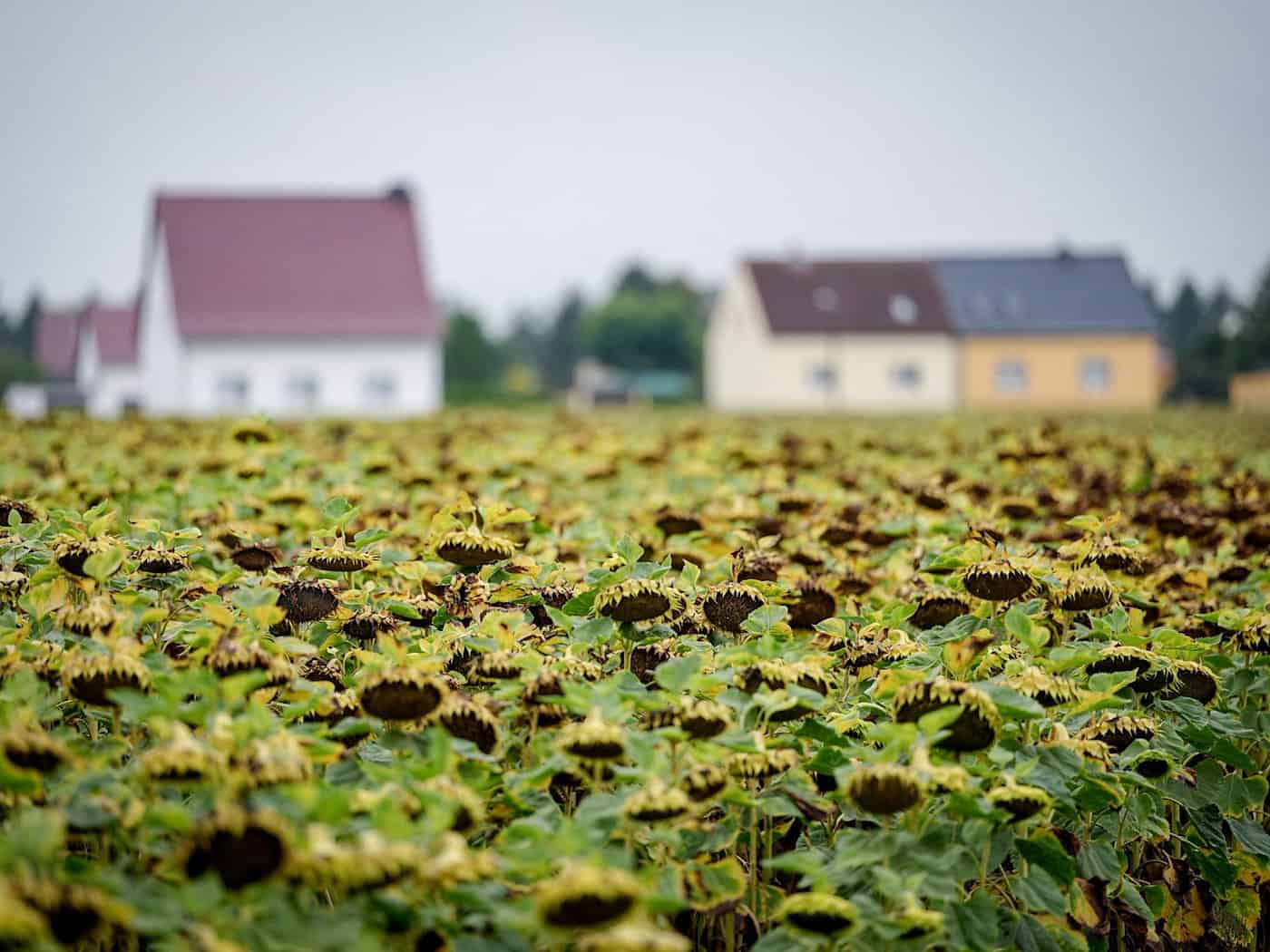 Regen und Gewitter – ab Sonntag wird das Wetter freundlicher