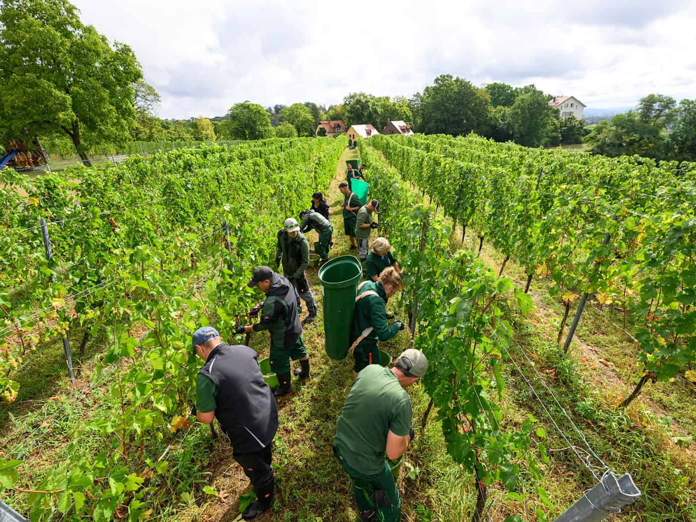 Schloss Wackerbarth startet Weinlese