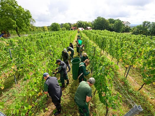 Zámek Wackerbarth zahájil vinobraní