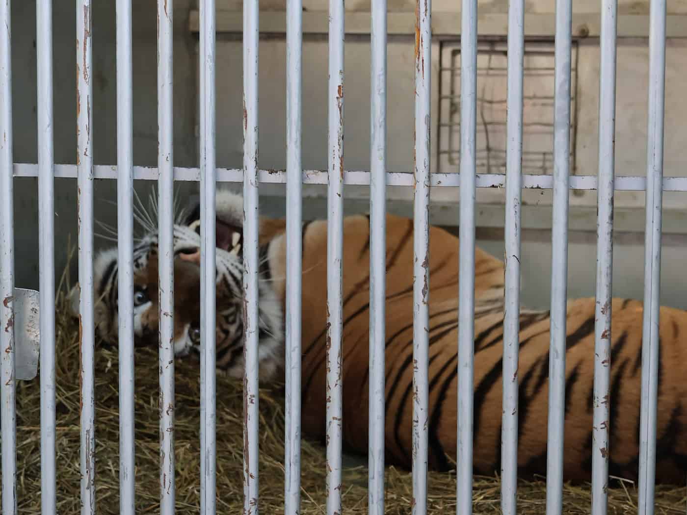 Tiger aus Sachsen machen erste Schritte in Spanien