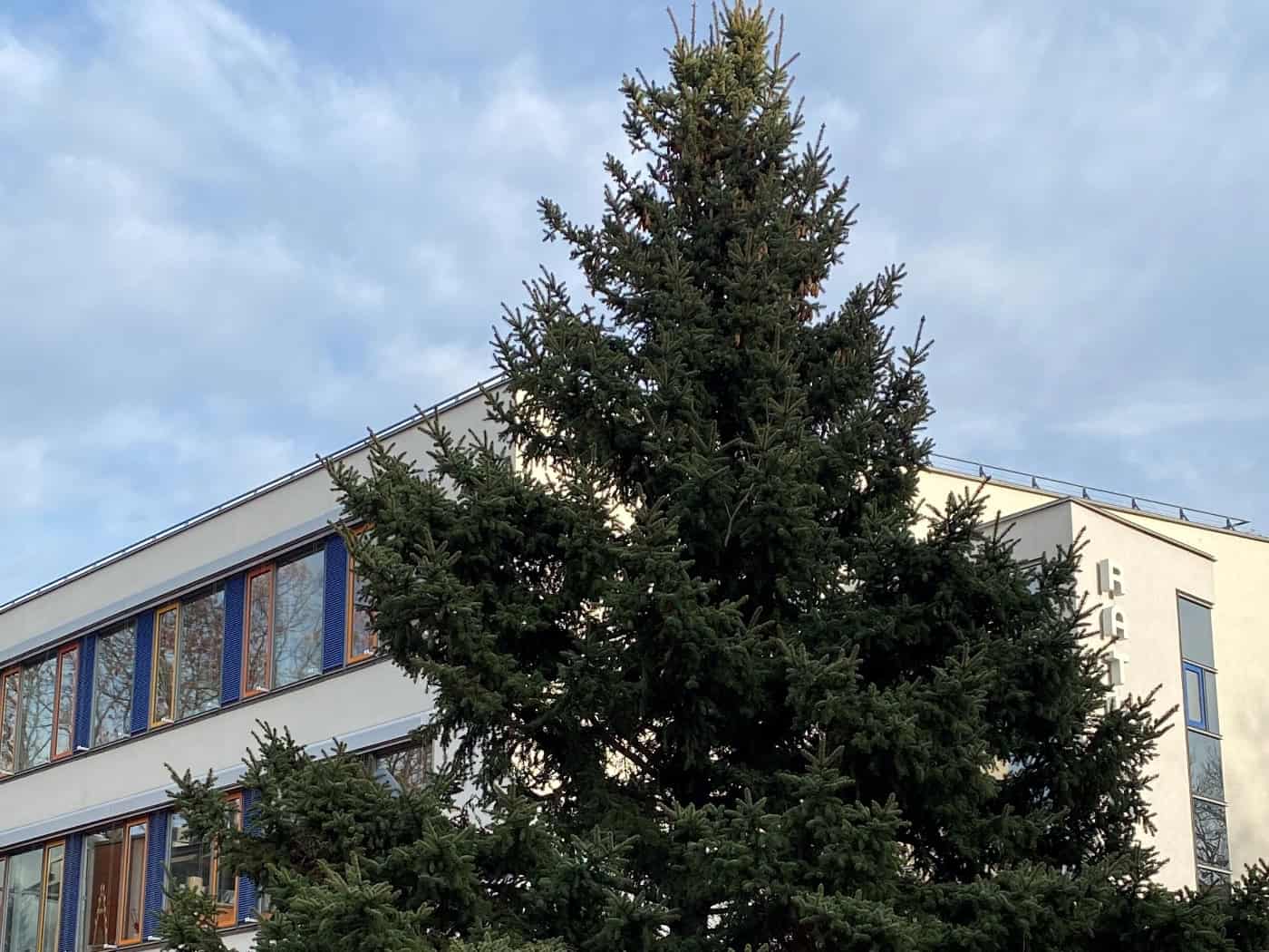 Coswig sucht wieder einen Weihnachtsbaum