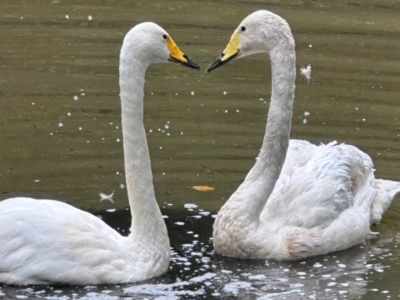 Marvin aus Marlow wird neuer Partner der Singschwänin in Görlitz