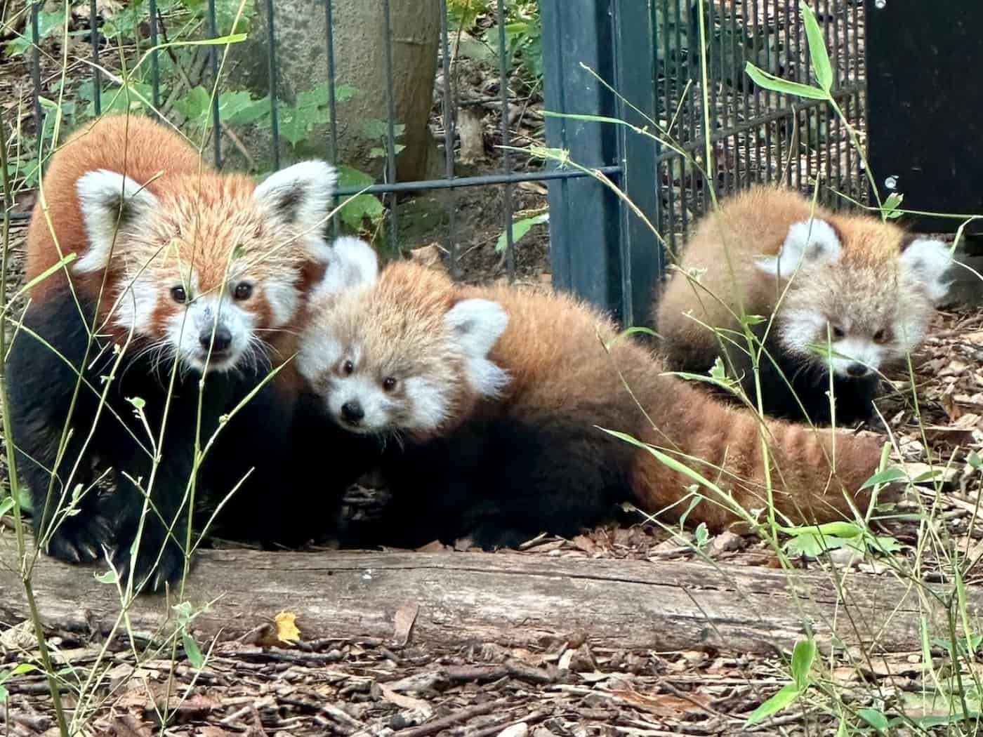 Trauer um Pandamutter Zayah im Tierpark Görlitz-Zgorzelec