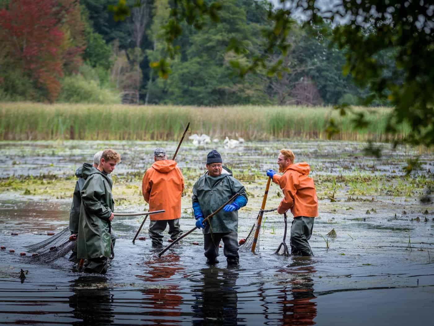 Vom Teich direkt auf den Teller: Die 25. Lausitzer Fischwochen sind gestartet