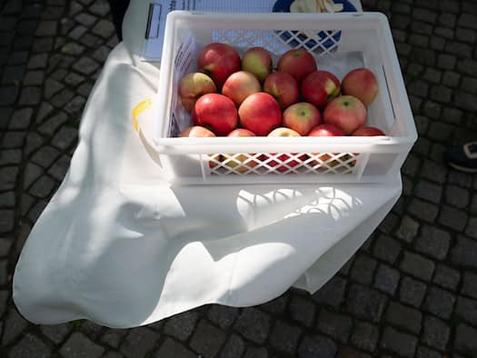 Cosecha de manzanas: rendimientos más bajos, pero buena calidad