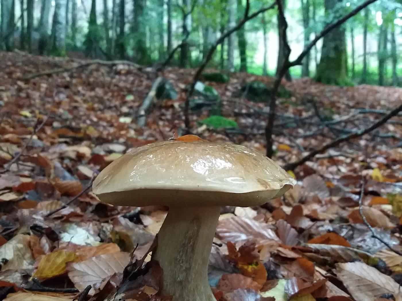 Tschechien: Pilze wachsen derzeit vor allem im Norden