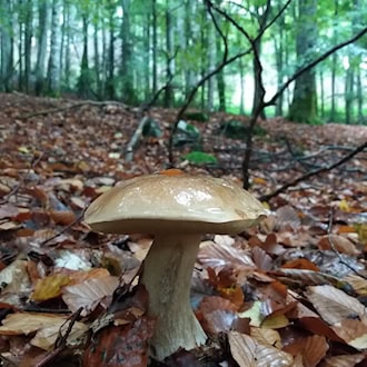 Tschechien: Pilze wachsen derzeit vor allem im Norden