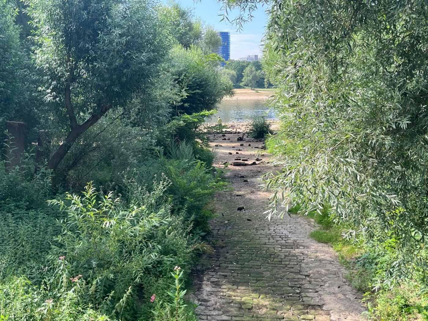 Blick durch grünes Ufergehölz auf das ausgetrocknete, gepflasterte Flussbett der Prießnitzmündung in Dresden an einem sonnigen Sommertag im Juli 2026. Im Hintergrund fließt die Elbe.