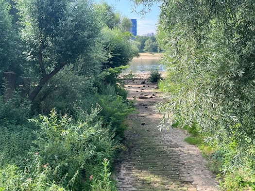 Blick durch grünes Ufergehölz auf das ausgetrocknete, gepflasterte Flussbett der Prießnitzmündung in Dresden an einem sonnigen Sommertag im Juli 2026. Im Hintergrund fließt die Elbe.