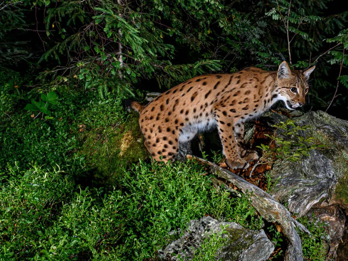 Naturfotograf Berndt Fischer präsentiert Luchs-Bilder in Görlitz