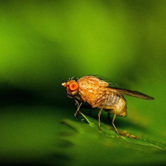 Fruchtfliege der Gattung Drosophila auf einem grünen Blatt