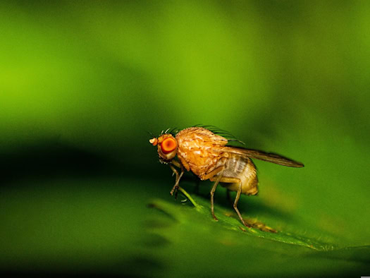 Fruchtfliege der Gattung Drosophila auf einem grünen Blatt