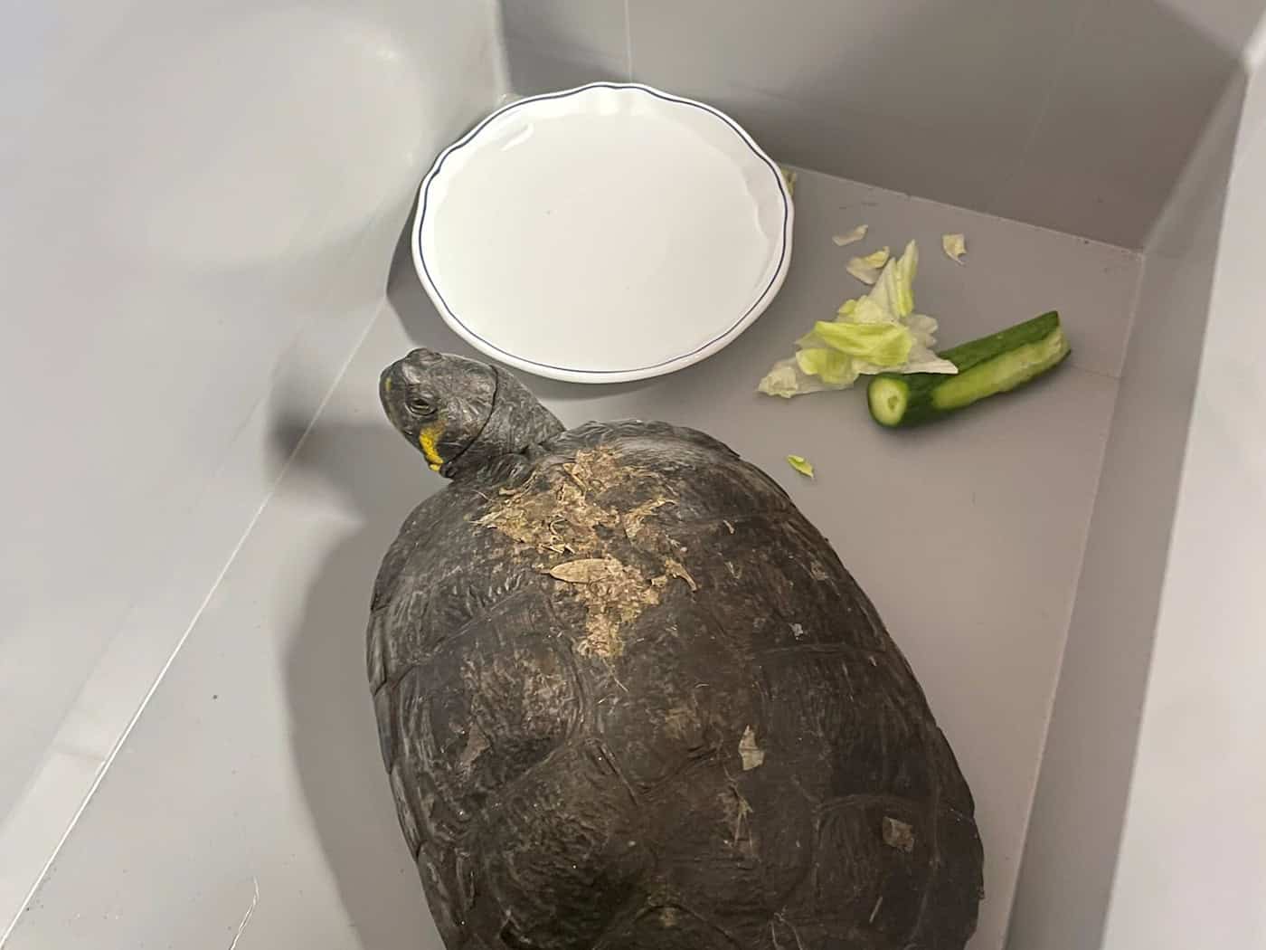 La tortuga encontrada, «Gerhart», pasa la noche en la comisaría
