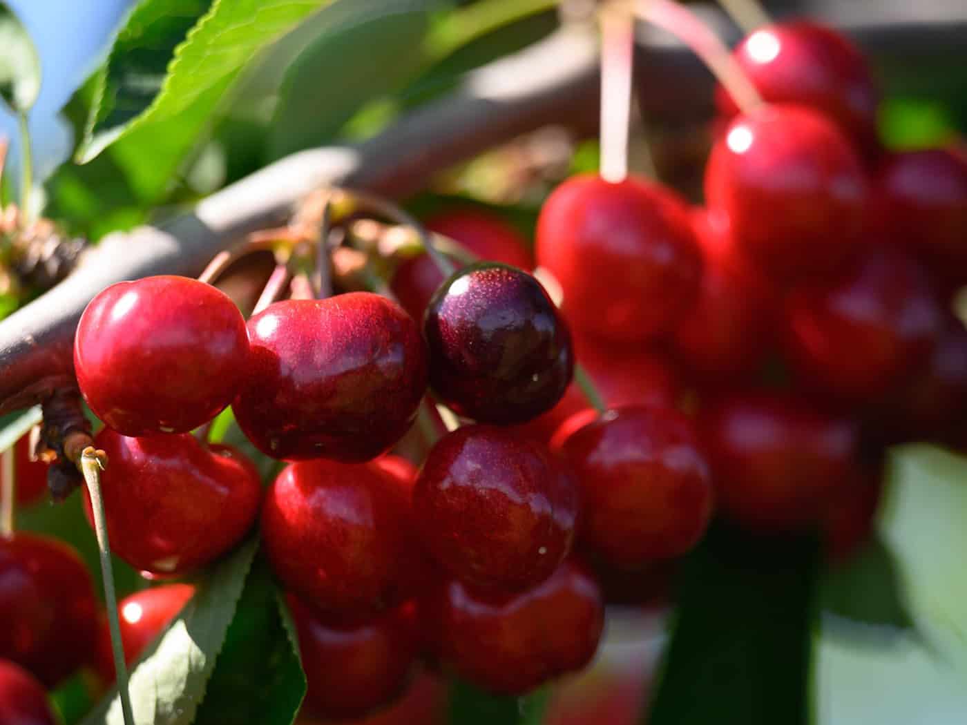 Smaller Cherry Harvest in Saxony