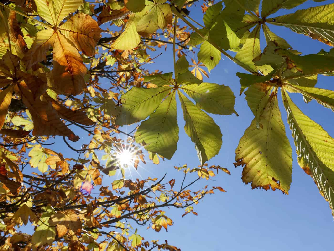 Goldener Herbst mit sommerlichen Temperaturen bis 27 Grad