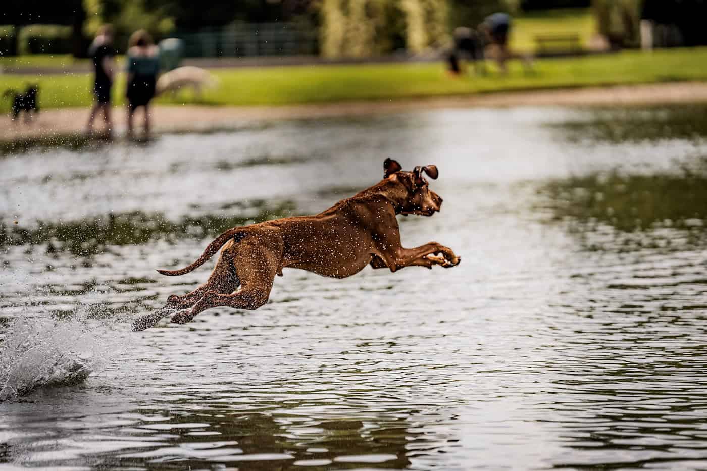 Hund springt ins Wasser beim Hundebadetag im Naturbad Mockritz Dresden Ein brauner Hund springt im dynamischen Weitsprung über das spritzende Wasser eines Naturbads. Im unscharfen Hintergrund sind eine Wiese und zwei Personen zu erkennen.
