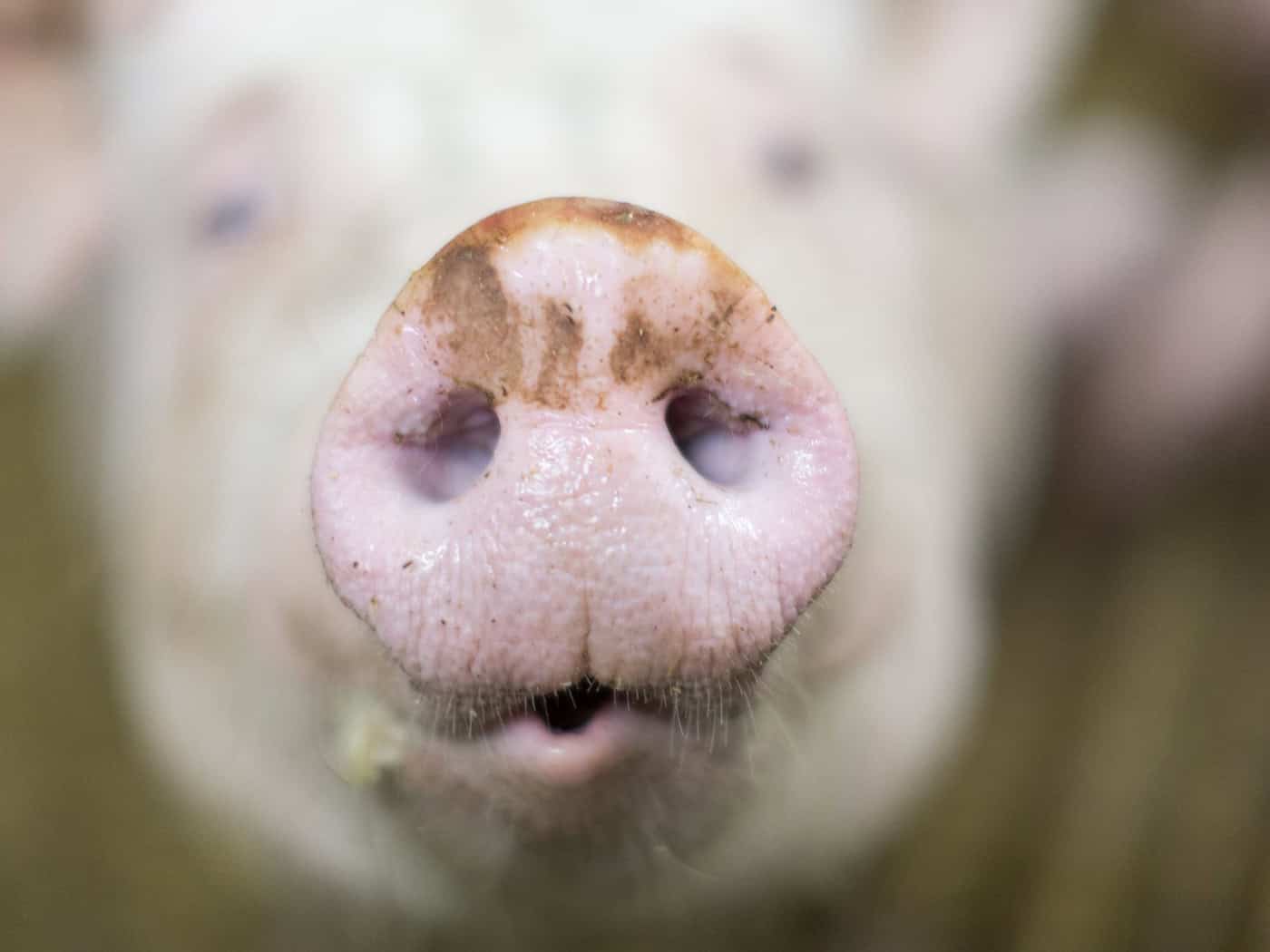 Hunderte Ferkel tot – Belastender Einsatz für Feuerwehr