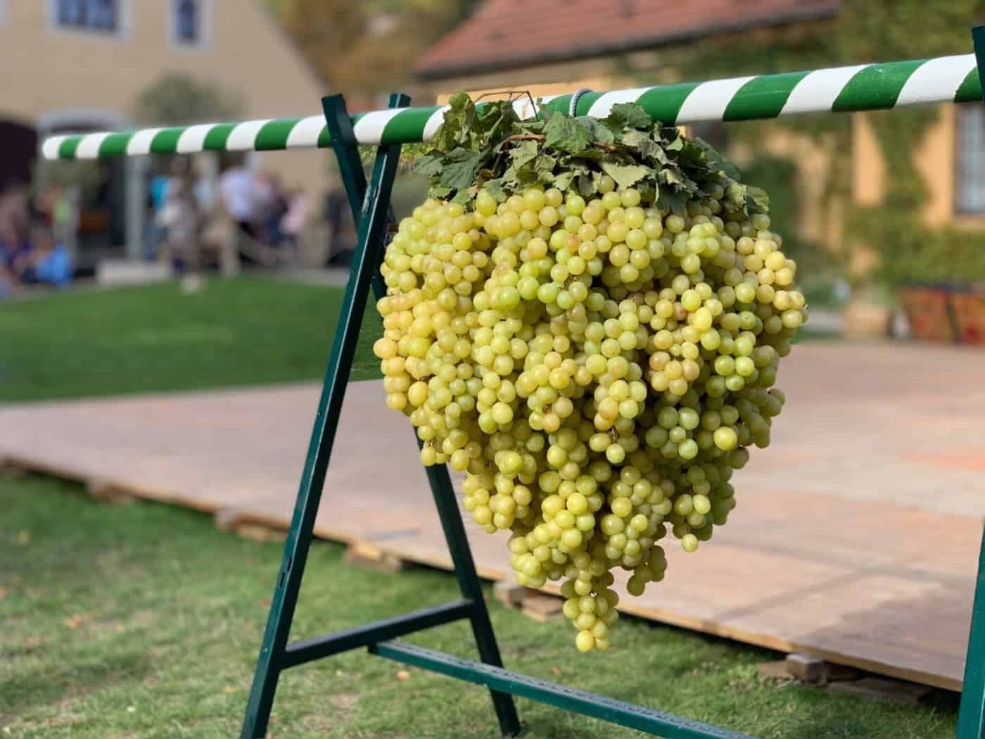 Hoflößnitz feiert Weinbergfest mit Winzerzug