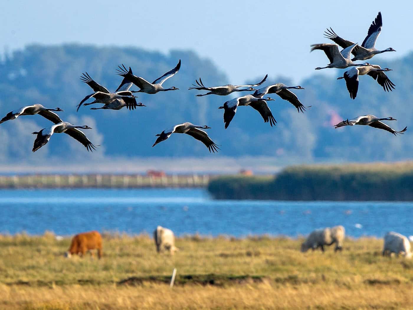 Crane Migration: Experts Warn of Avian Flu Risk