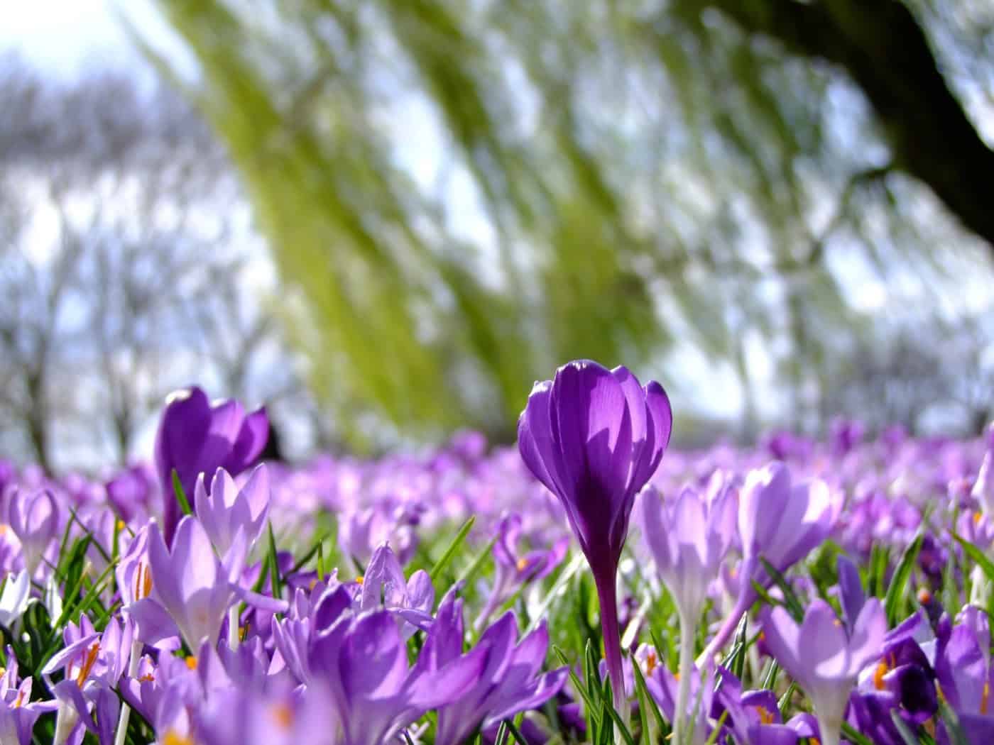Nahaufnahme von zahlreichen violetten Krokussen auf einer Wiese im Frühling. Ein einzelner Krokus steht im Vordergrund scharf im Fokus, während im unscharfen Hintergrund grüne Bäume und heller Himmel zu sehen sind.