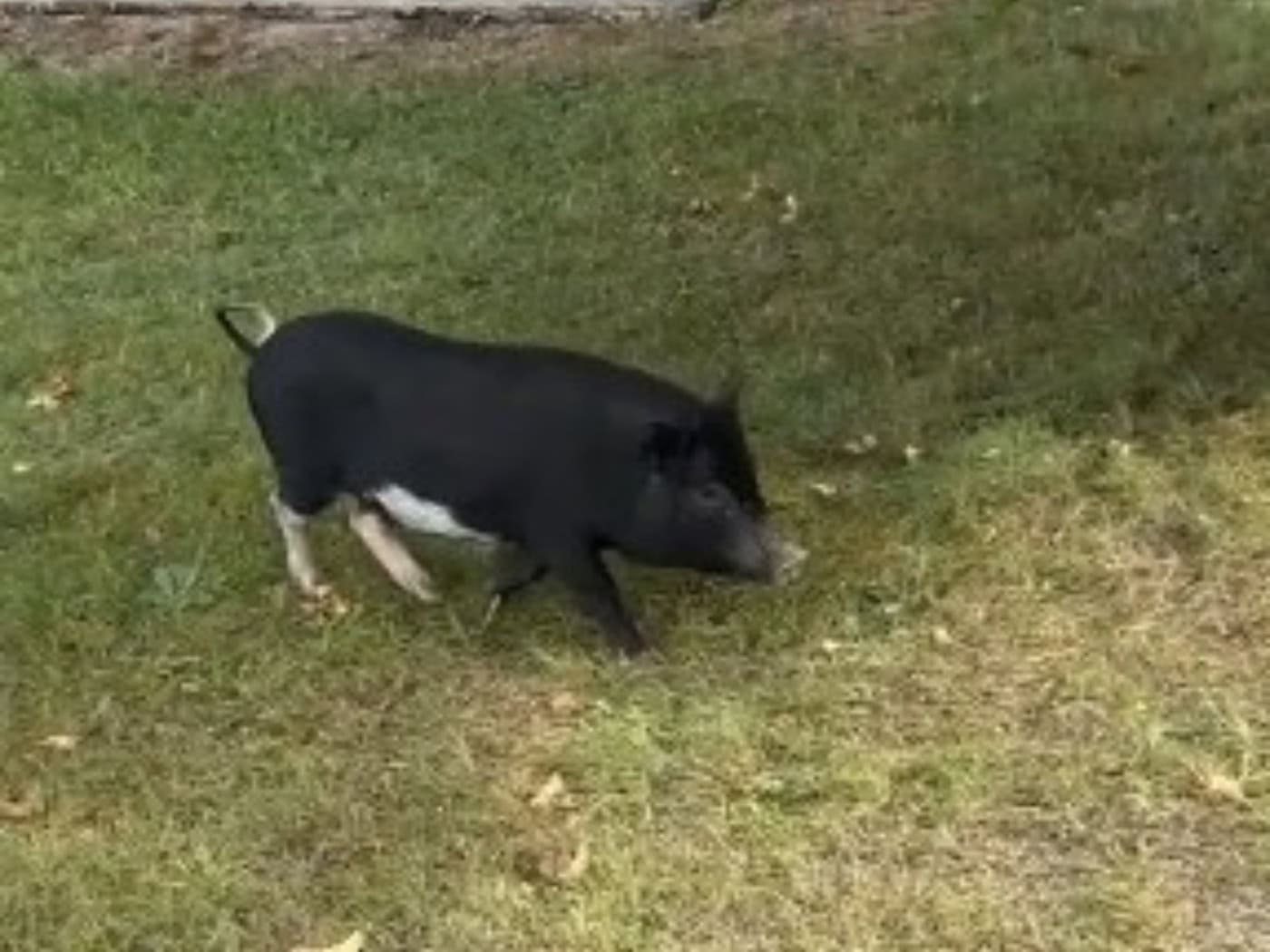 Schwein gehabt in Weißwasser: Minischwein wieder zu Hause