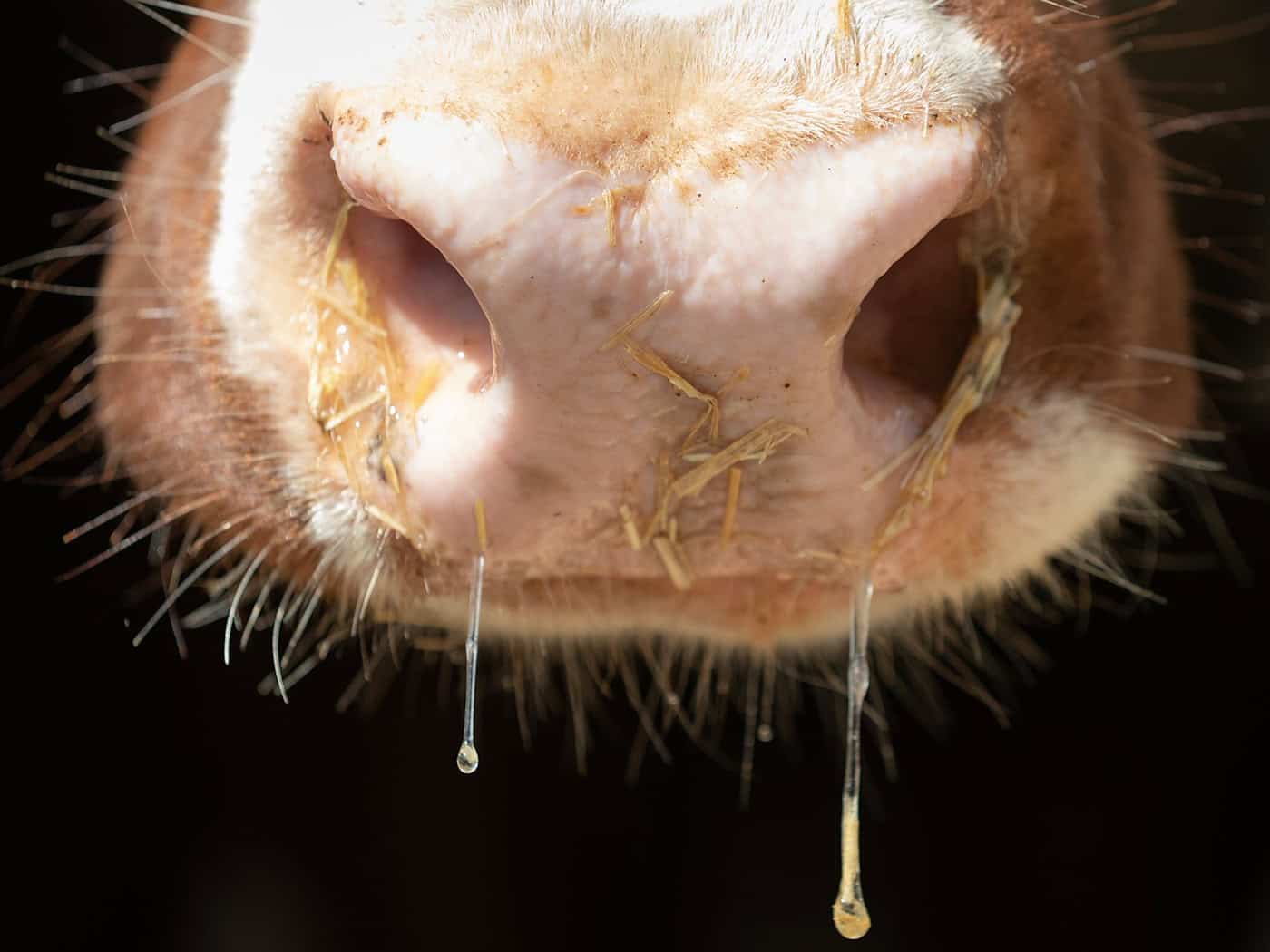 Shamonda Virus Detected in Cattle