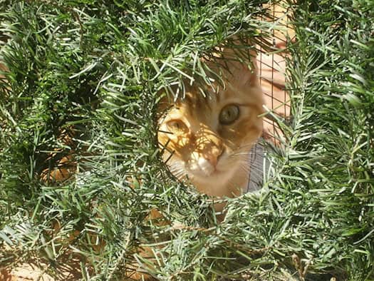 Nahaufnahme einer hellorangen, getigerten Katze, die aufmerksam durch eine Aussparung in dichtem, künstlichem Tannengrün lugt. Die Sonne bescheint ihr Gesicht und ihre wachsamen Augen blicken direkt in die Kamera.