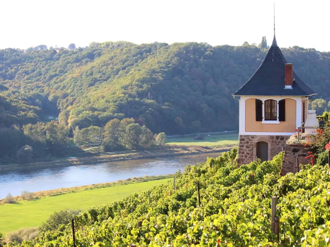 Sächsische Weinhoheiten lesen Traminer am Schwalbennest