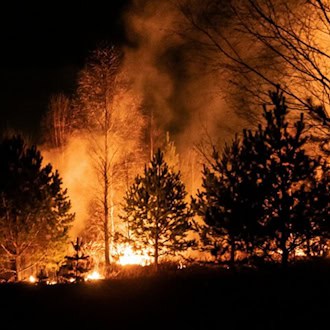 Brennende Bäume bei einem Waldbrand