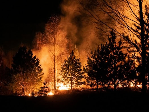 Brennende Bäume bei einem Waldbrand