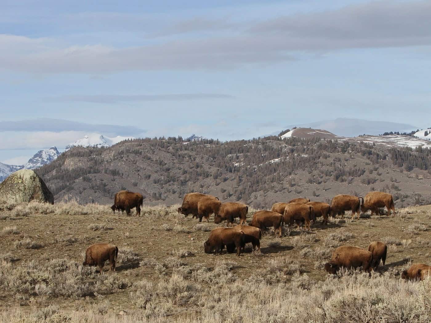 Bisonherde grast auf einer trockenen Hochebene, im Hintergrund bewaldete Hügel und schneebedeckte Berge