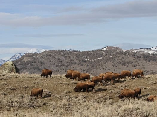 Bisonherde grast auf einer trockenen Hochebene, im Hintergrund bewaldete Hügel und schneebedeckte Berge