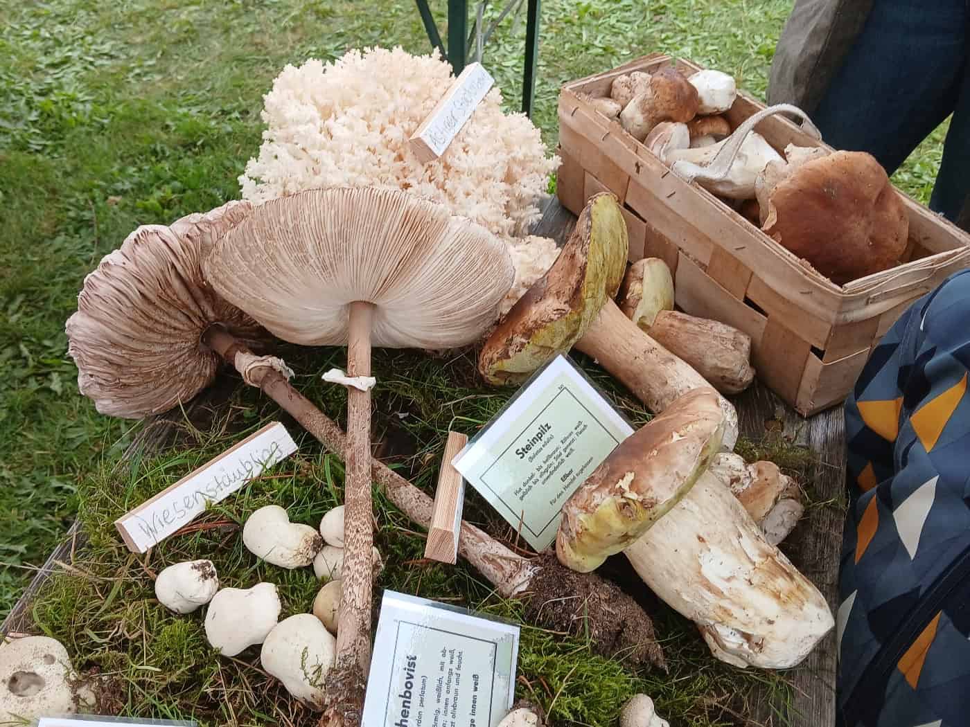 Pilzberatung und Apfelmarkt locken zum Herbstfest in die Hebelei